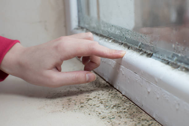 Best Asbestos and Lead Testing During Mold Inspection  in North Hudson, WI