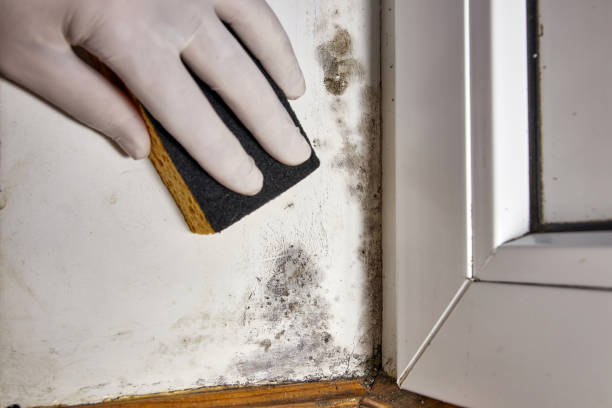 Best Environmental Consulting for Mold Prevention  in North Hudson, WI